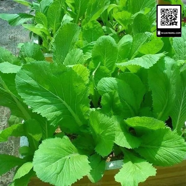Hạt giống rau cải mơ lùn (cải mơ đăm)