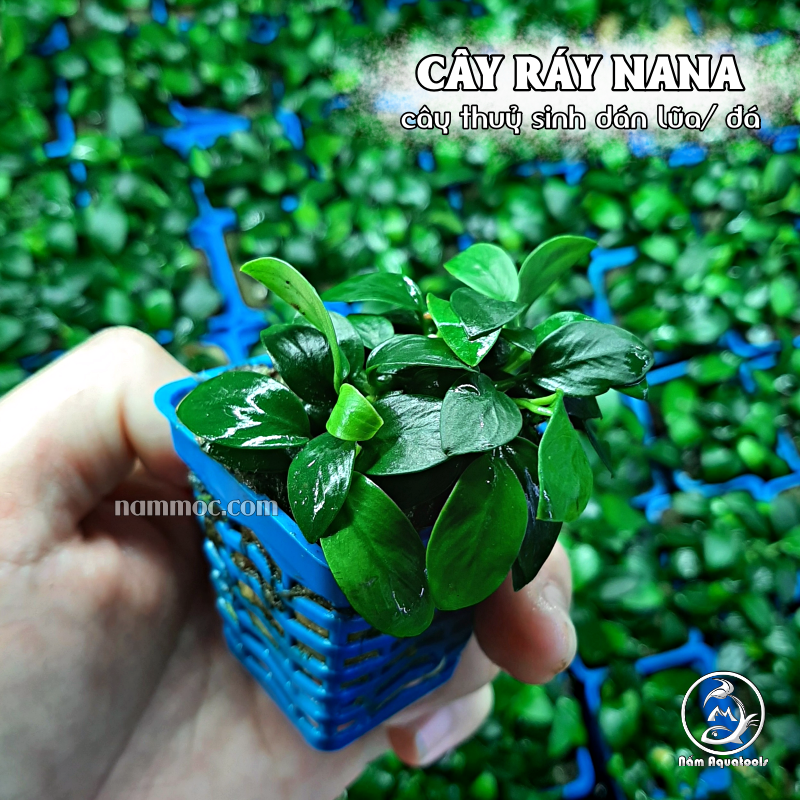Cây Ráy Nana - Cây ráy thuỷ sinh