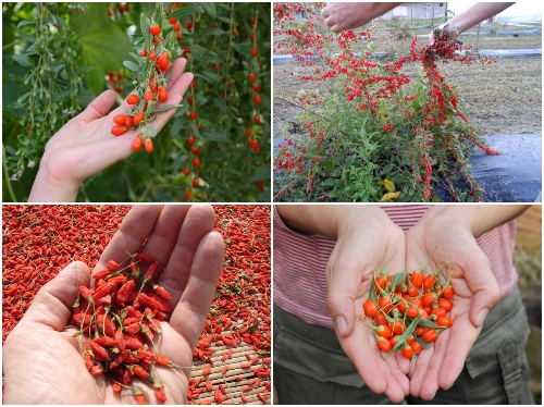 Gói 10  hạt giống Câu Kỷ Tử GojiBerry