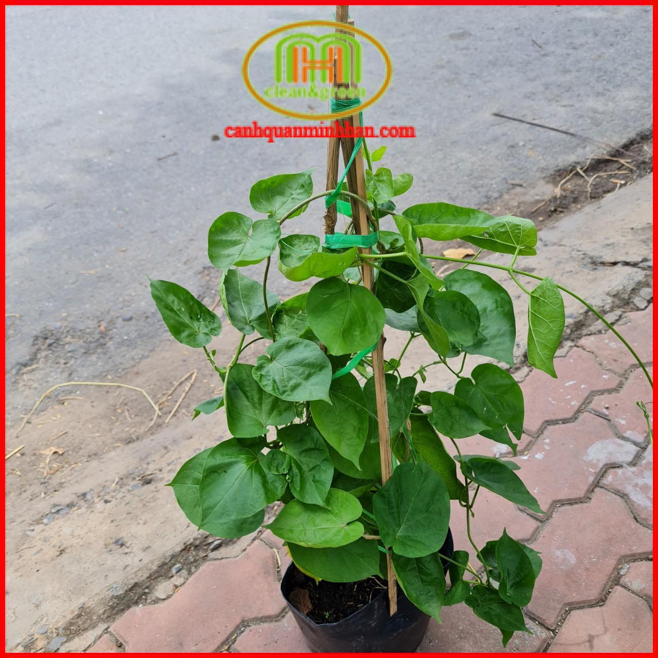 Cây dây hoa thiên lí, giàn hoa thiên lí siêu bông có hoa làm thực phẩm, cây leo che bóng mát, hoa thơm tặng kèm phân bón cho cây|Minh Hân Garden