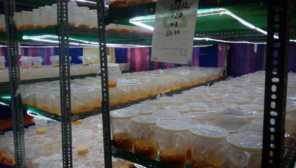 [HCM]Đông trùng hạ thảo tươi