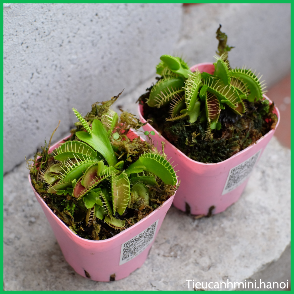[ Cây để bàn ] Cây Bẫy Kẹp Venus Flytrap - Cây bắt mồi, bắt côn trùng, cây ăn thịt, cây cảnh văn phòng