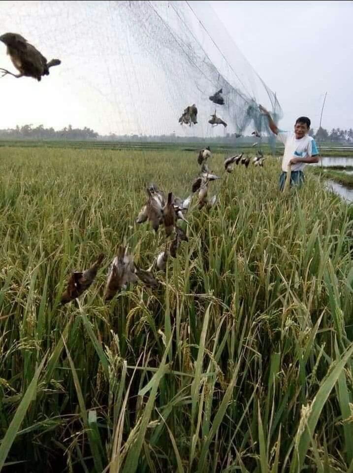 Lưới bẫy chim sẻ
