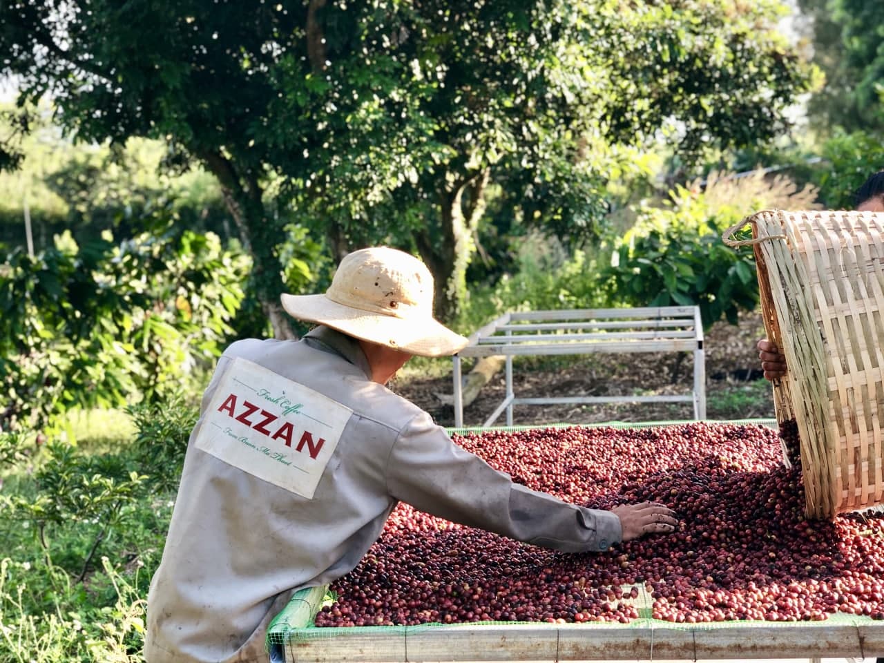 AZZAN Robusta Washed (chế biến ướt) 250g- Cà phê Đăk Lăk chất lượng cao