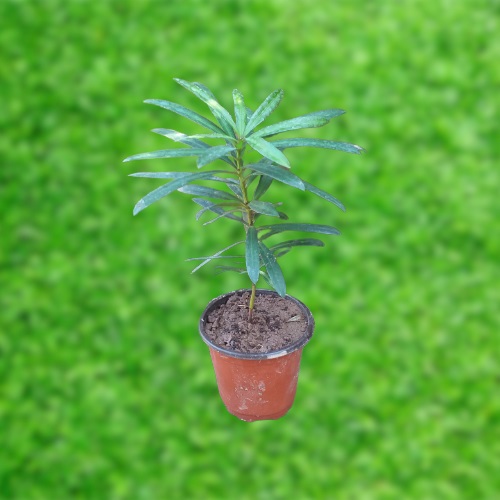 Cây giống Tùng la hán (Thông la hán hay cây vạn niên tùng)