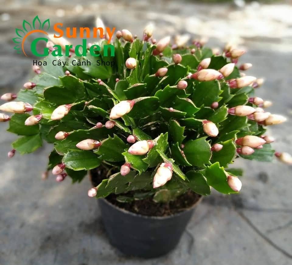 Cây Lan Càng Cua (Cây Tiểu Quỳnh) - Cây Cảnh