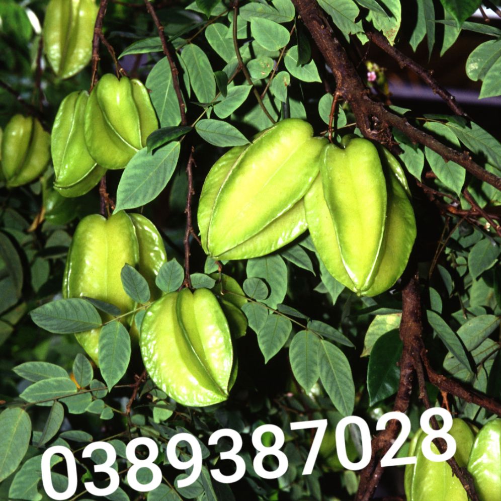 Lá khế tươi,2kg