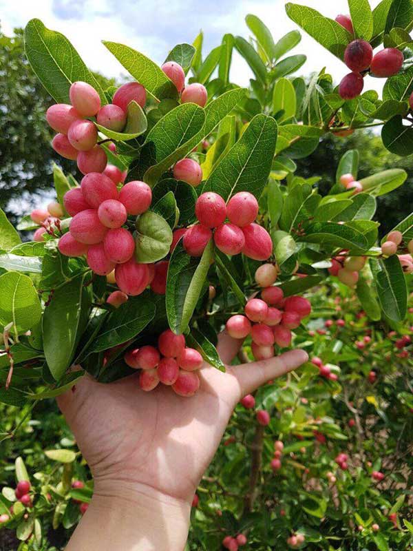 [Cây ăn quả] Cây giống siro, Carissa carandas L