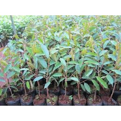 CÂY GIỐNG SẦU RIÊNG R6