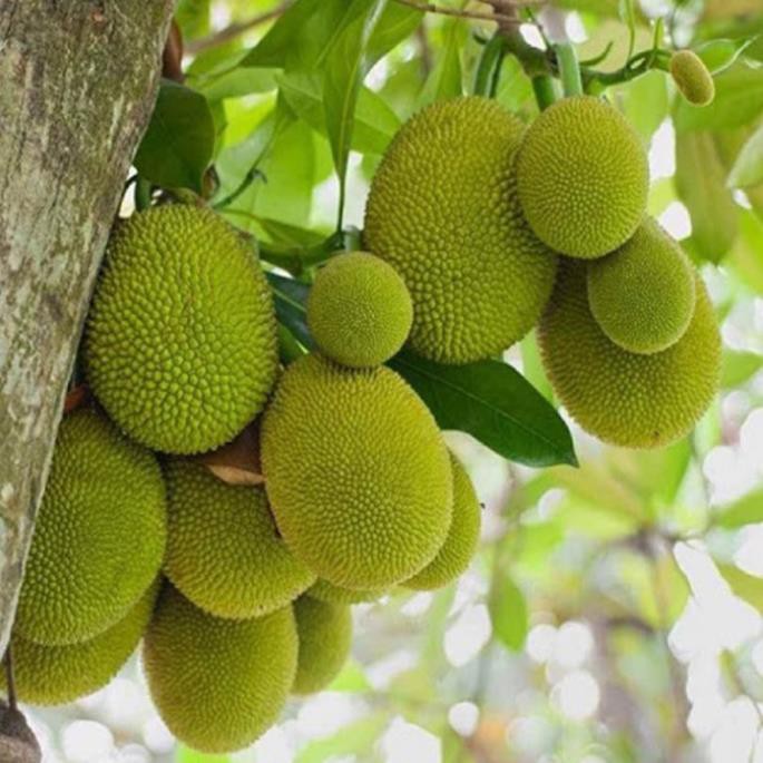 Cây mít nghệ Tứ Quý - quả quanh năm