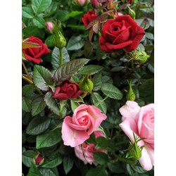 Cây hoa hồng siêu nụ nguyên bản - Ra hoa quanh năm