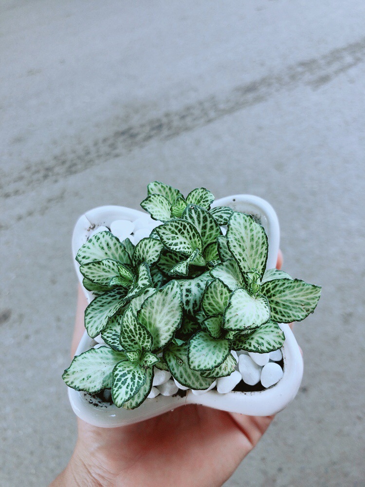 Chậu Cẩm Nhung Xanh (lá may mắn)