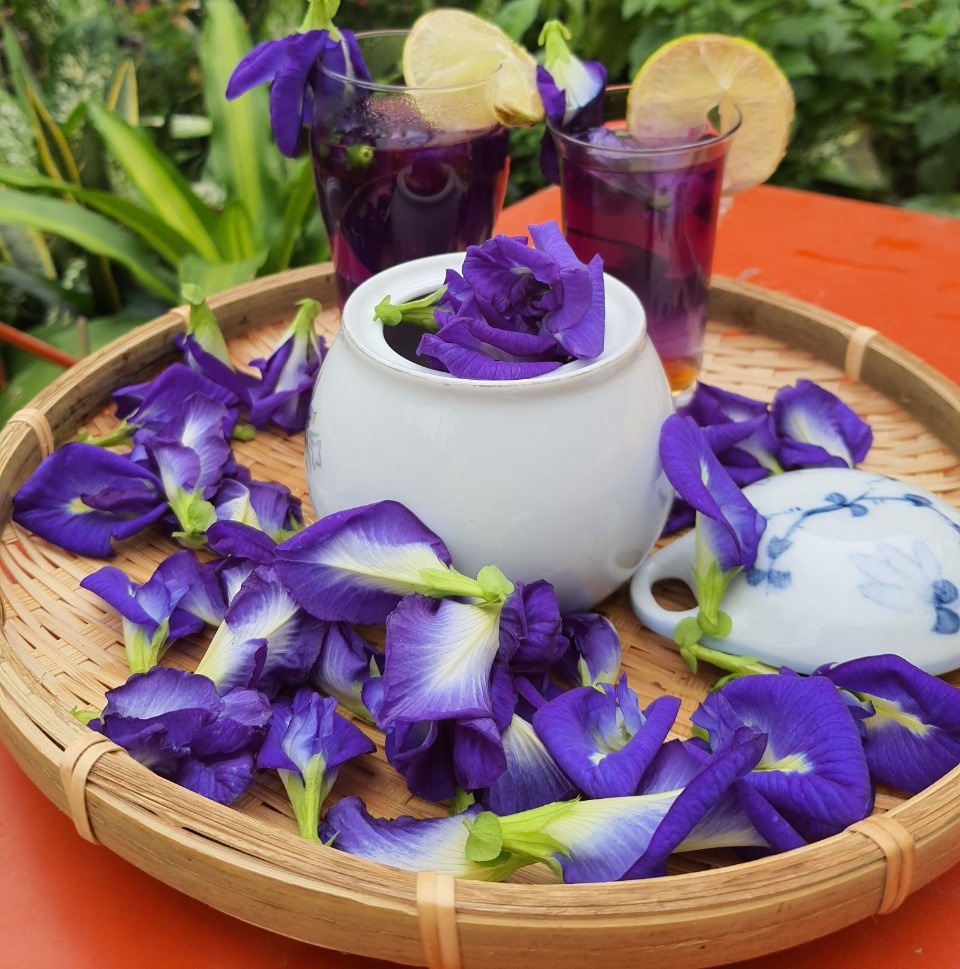 Hạt Giống Hoa Đậu Biếc Gói 10 Hạt