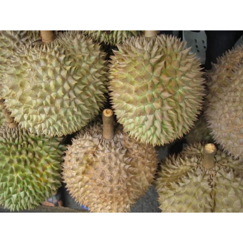 Sầu Riêng Ri 6