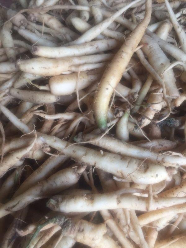 Đẳng Sâm Rừng 1kg