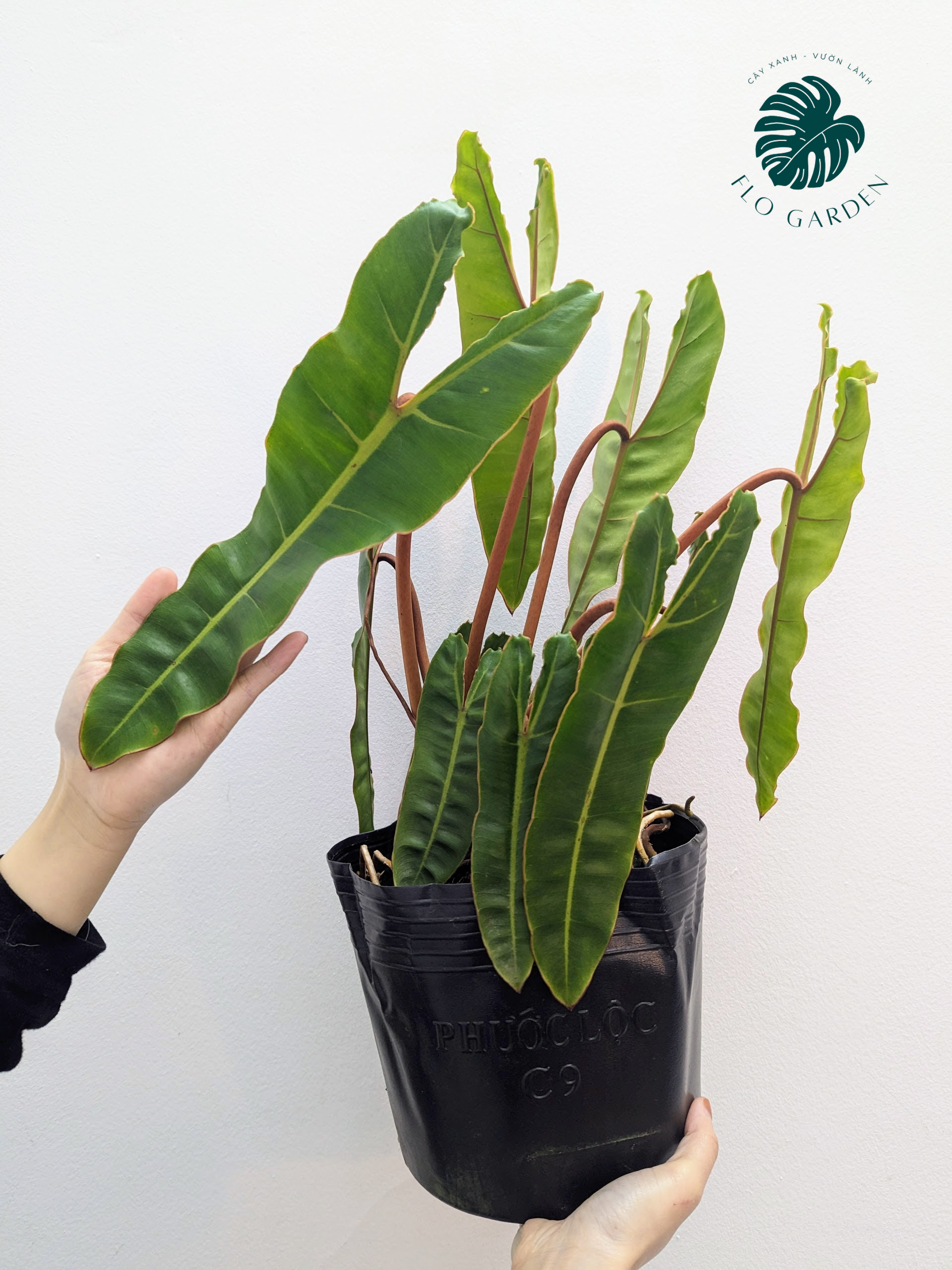 Philodendron Billietiae - Cây Trầu Bà Hạc Cam
