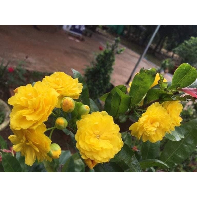 MAI CÚC HOA HỒNG THANH TÚ-cây giống