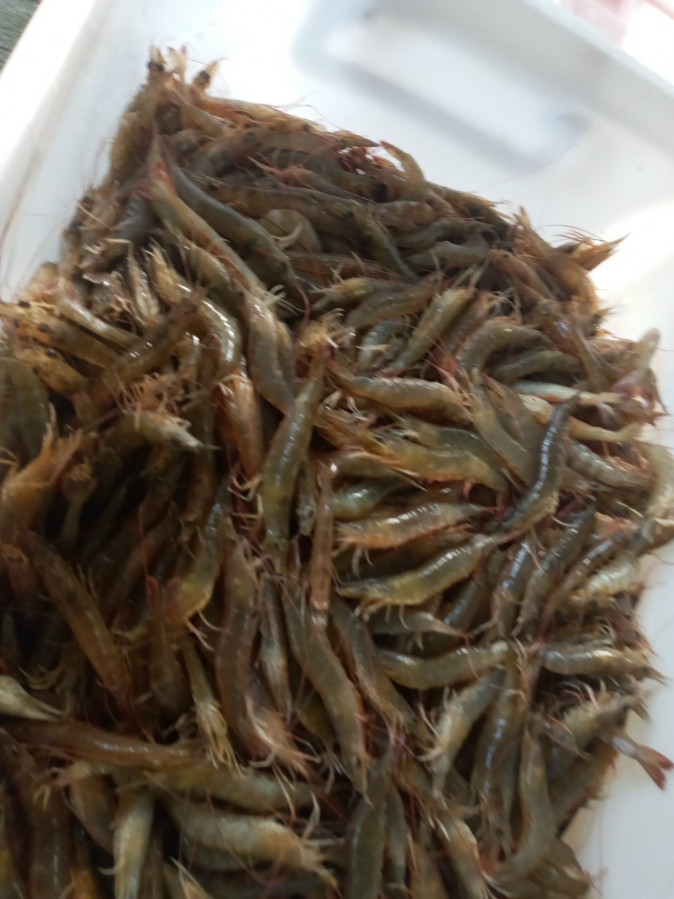 500g TÔM ĐẤT PHƠI KHÔ (nhỏ) - BÁN ĐÚNG GIÁ - HÀNG ĐÚNG CHẤT
