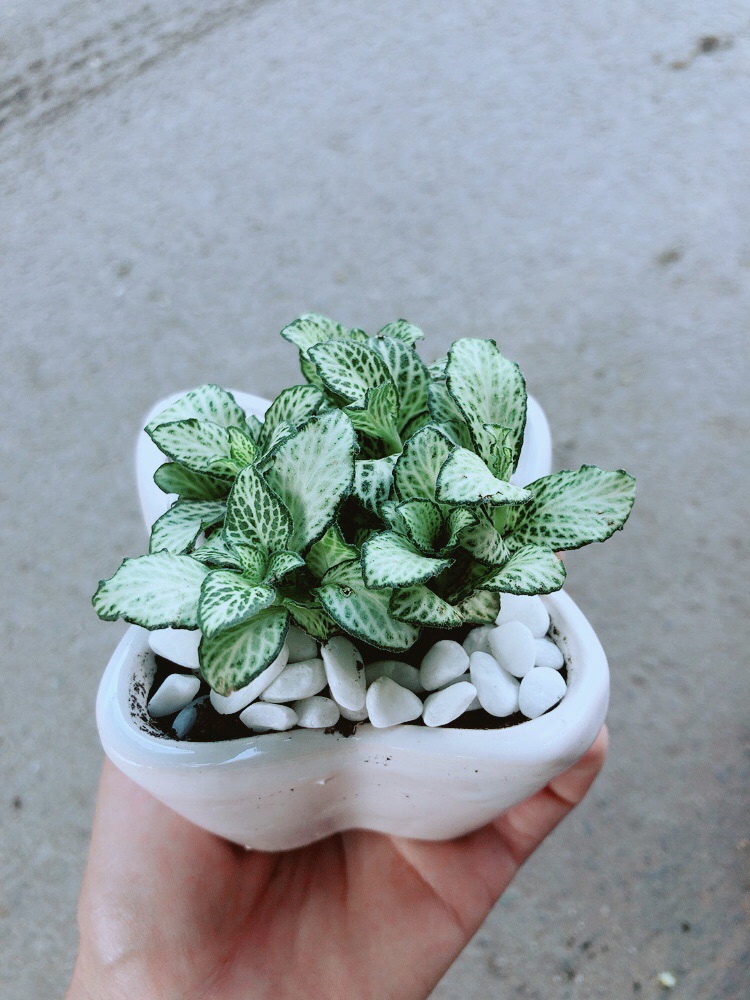 Chậu Cẩm Nhung Xanh (lá may mắn)