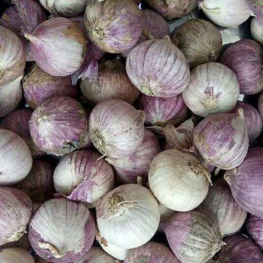 1kg tỏi cô đơn dùng làm tỏi đen