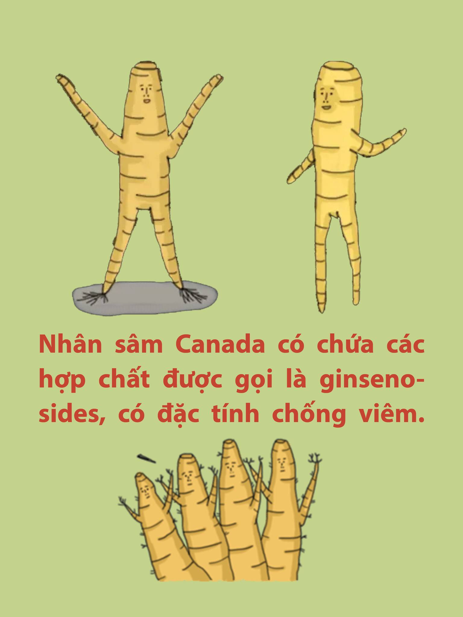[HCM]Nhân sâm khô củ dài Canada Great Mountain 227gram