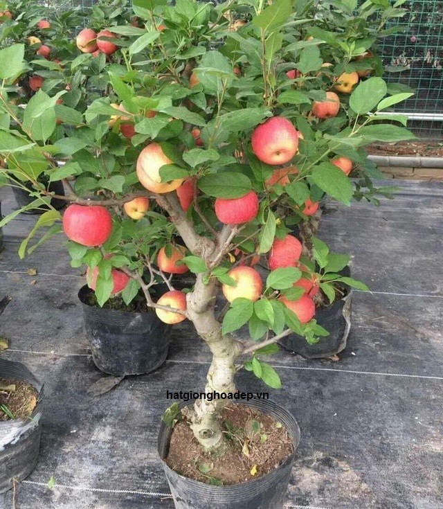 CÂY Giống Táo Đỏ (TÁO TÂY )Lùn F1 Siêu Lùn QUẢ SỚM Trồng Chậu Làm Cảnh Tuyệt Đẹp-CAM KẾT GIỐNG CHUẨN + Tặng 2 Cây Quế Giống