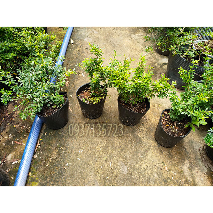 [HCM]CÂY LINH SAM 86 CAO TỪ 10-15 CM