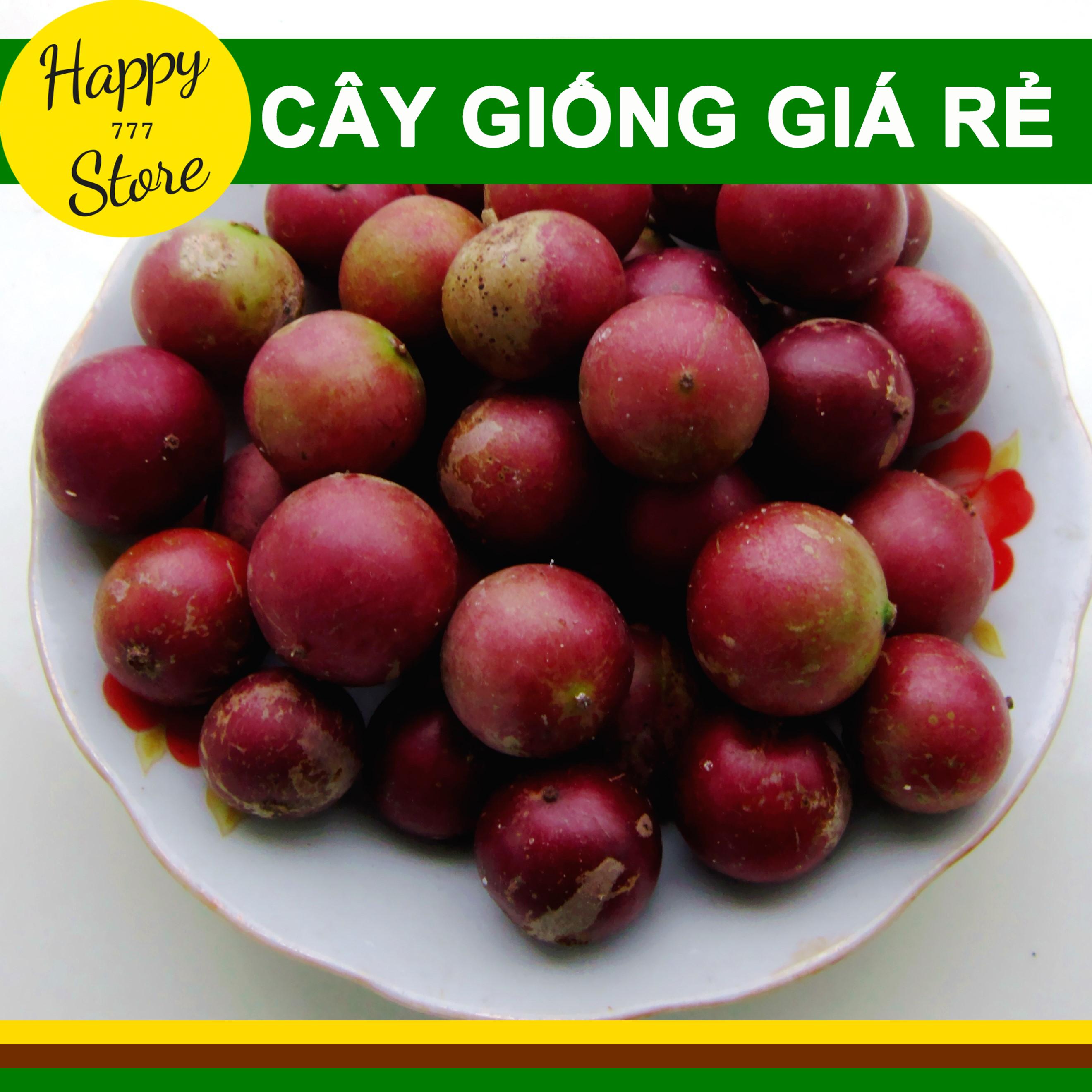 Cây giống hồng quân, cây hồng quân giống cao khoảng 20cm happy_store