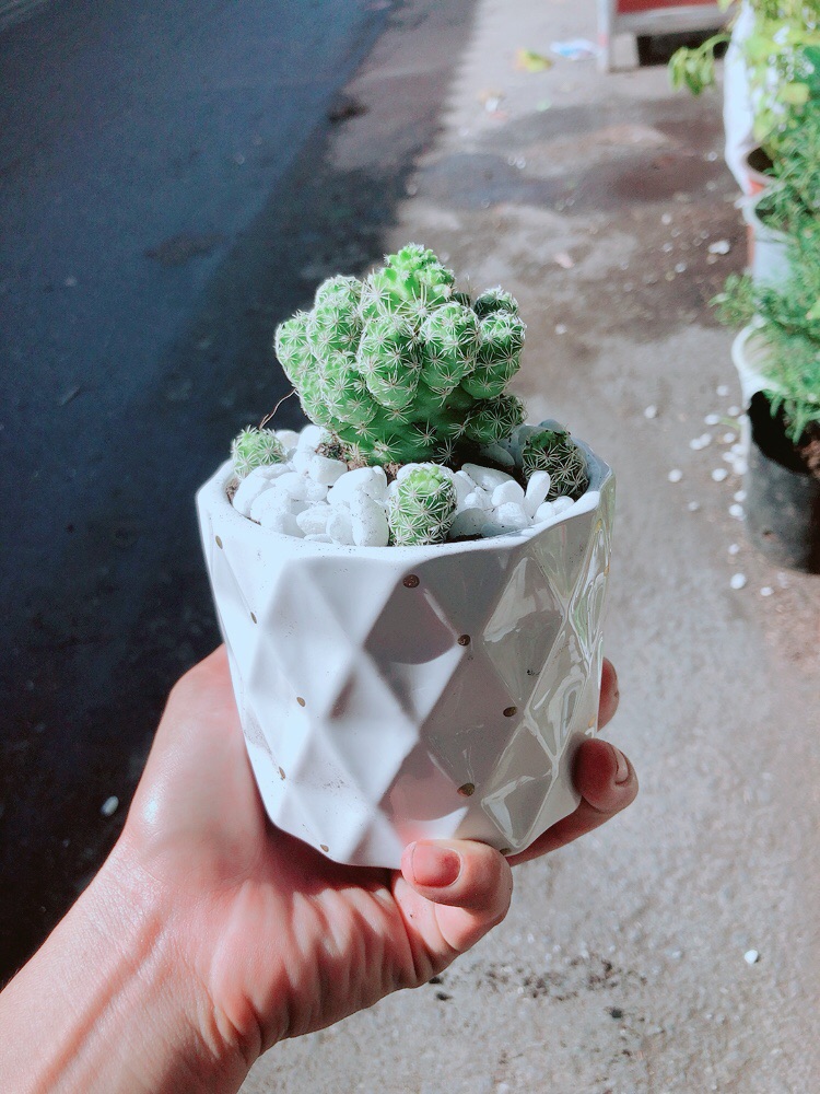 Chậu Xương Rồng Trứng Chim