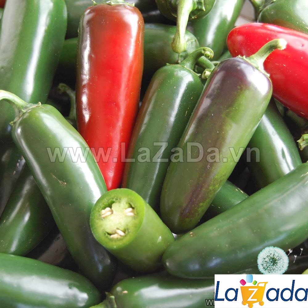 20GR 2800.HẠT Hạt Giống Ớt Chịu Nhiệt Sai Trái Jalapeno (| C2*W41)