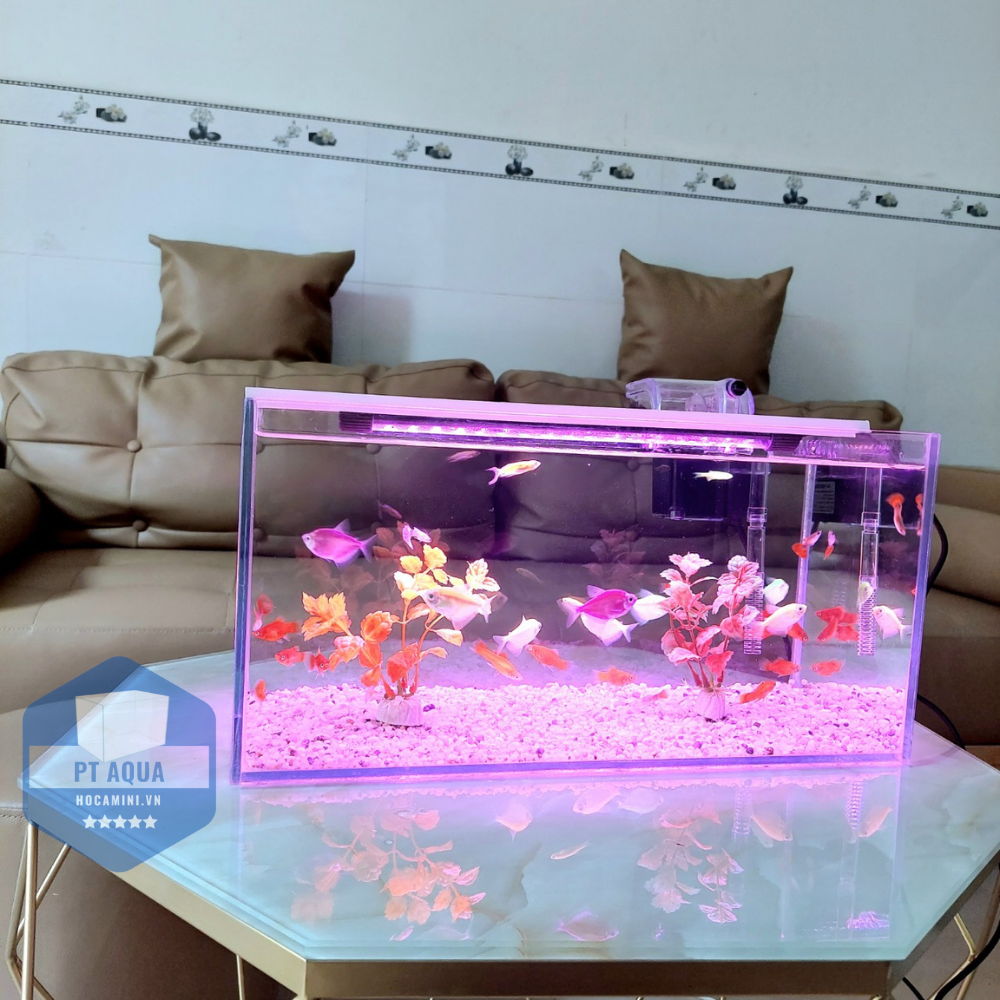 Bể cá mini 40cm COMBO đầy đủ phụ kiện