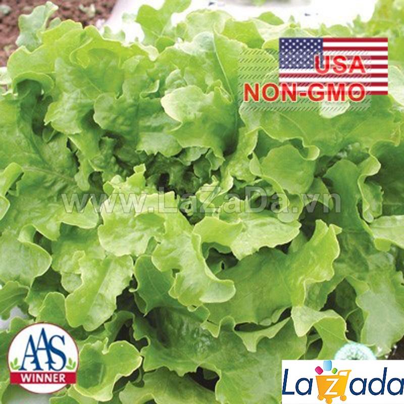 5Gr Hạt Giống Xà Lách Xoan Xanh (B1.202+B1.401| W3*V54*M149)