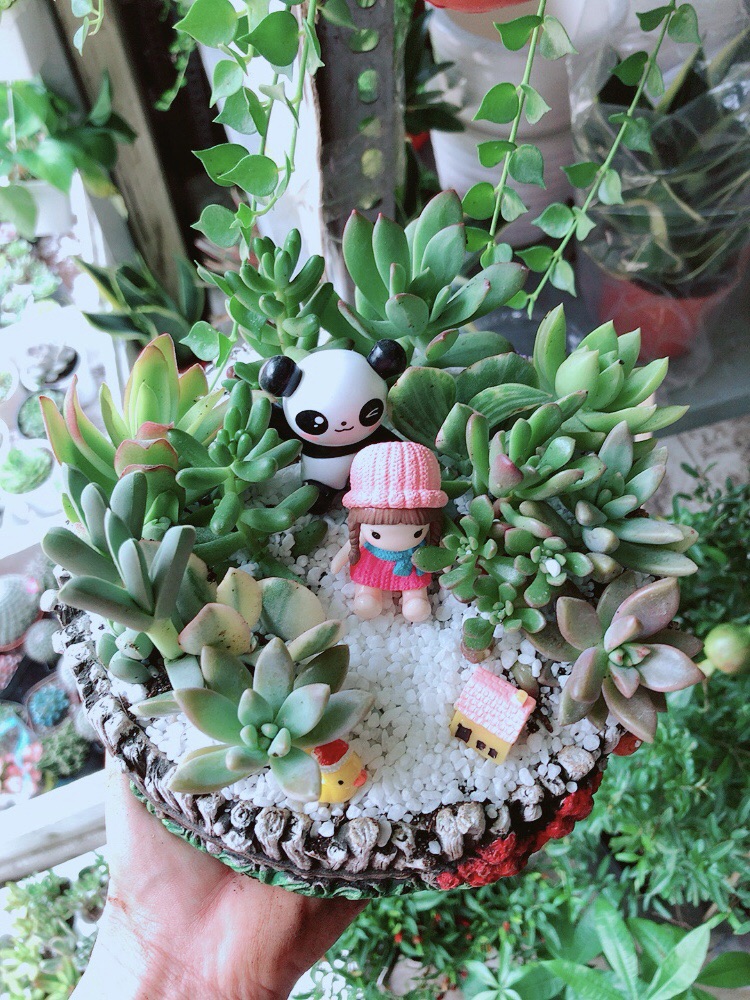 Chậu sen đá tiểu cảnh