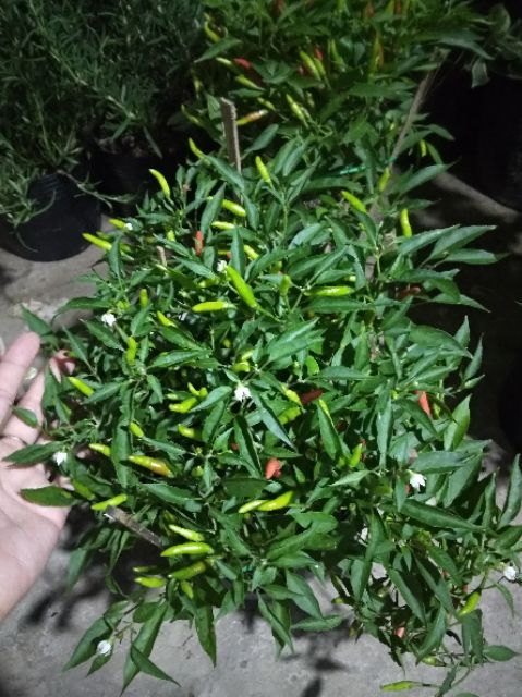 Cây Ớt xanh ( hiểm) đang trái