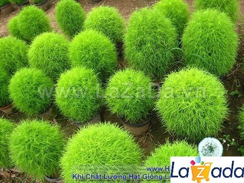 100h Hạt Giống Cỏ Đổi Màu (TLB3| -KD: B30*V45*M006)
