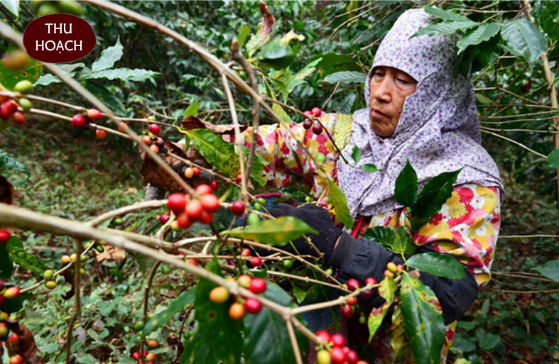 Cà Phê MOKA Rang Mộc NGUYÊN CHẤT