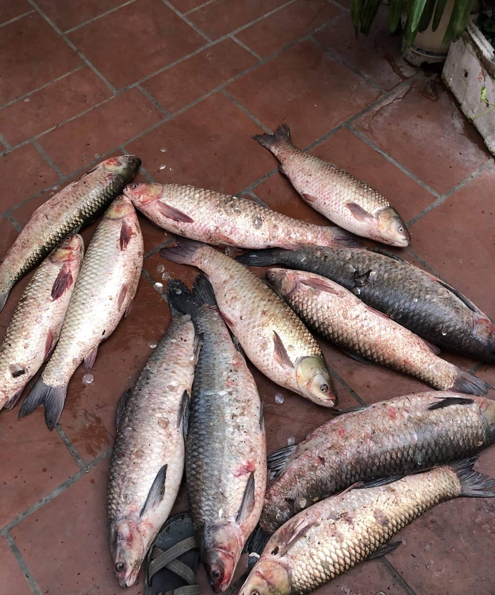 Thính chép, thính trắm đen, thính trắm trắng. Gồm 250 gram thóc nếp và 1 túi thính dụ cá cuốn ổ. Rất uy tín