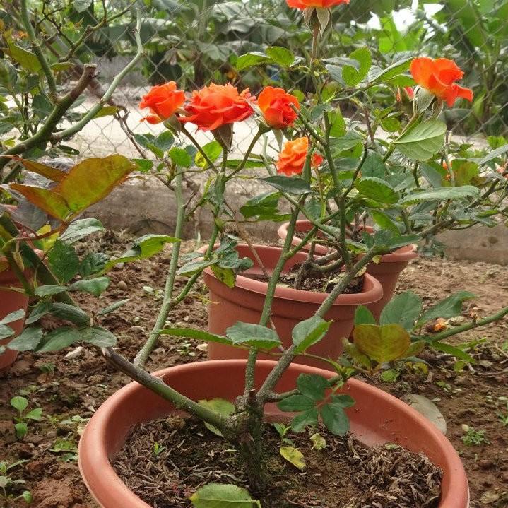Hạt Giống Hoa Hồng Bụi nhiều màu - ( gói 20 hạt )