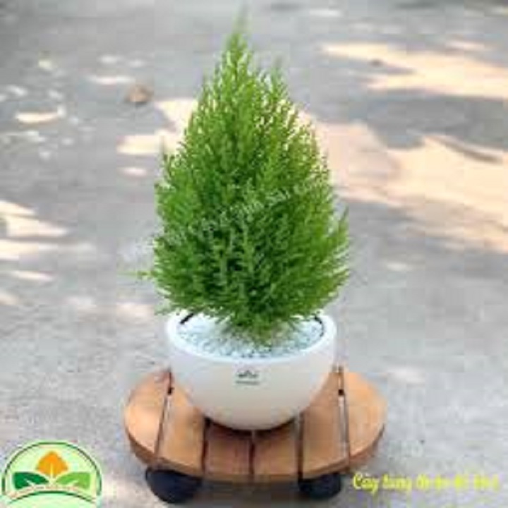 CHẬU CÂY TÙNG THƠM