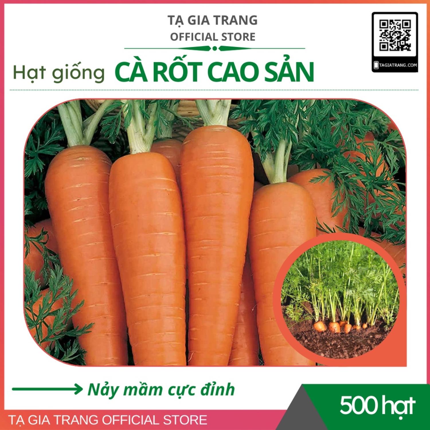 Ma73 gói 50 hạt giống củ cà rốt cao sản - shop hạt giống tạ gia trang