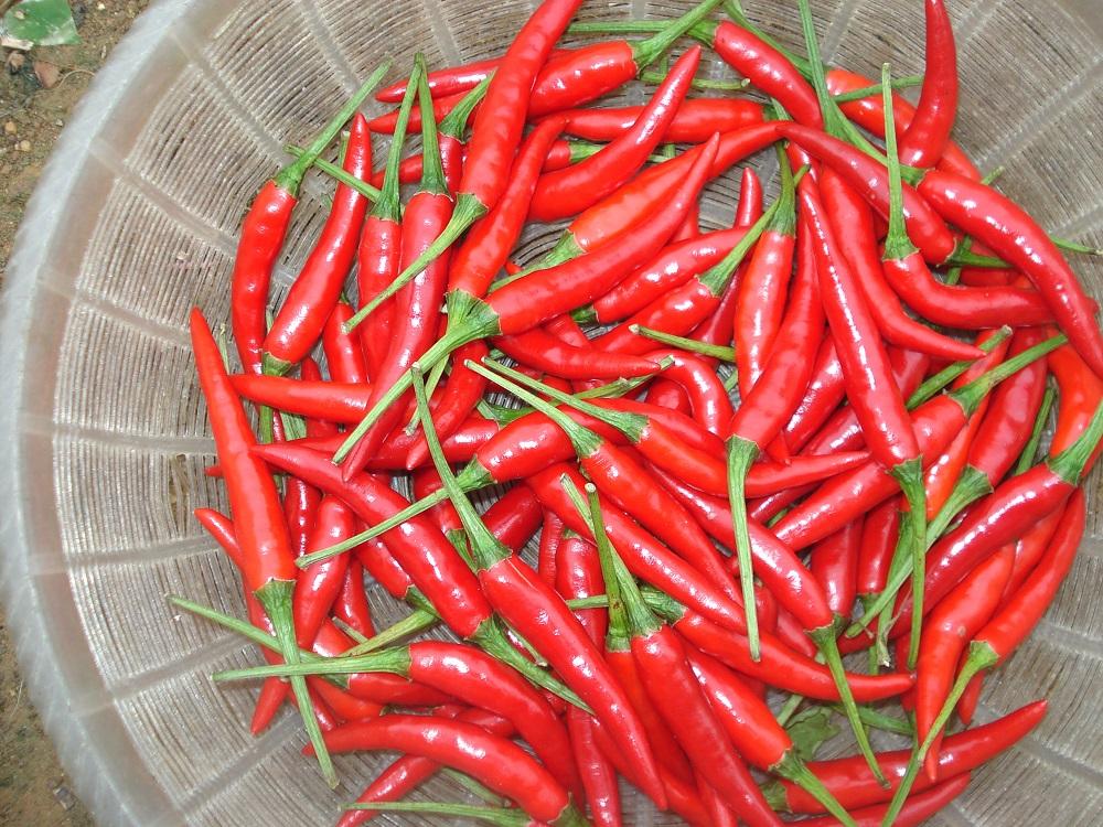 Hạt Giống Ớt Chỉ Thiên Trái Dài Sai Trái, Trồng Quanh Năm