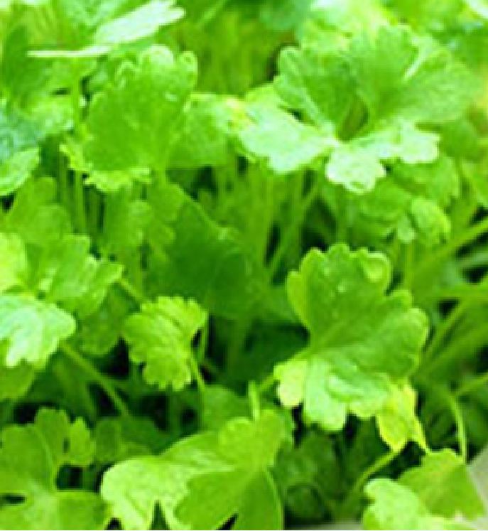 "Gói 20Gram "Hạt giống rau thơm ( cồn tía - rau ngò ) [Seeds]