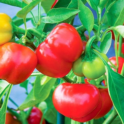 Hạt giống ớt chuông ( gói 60 hạt)