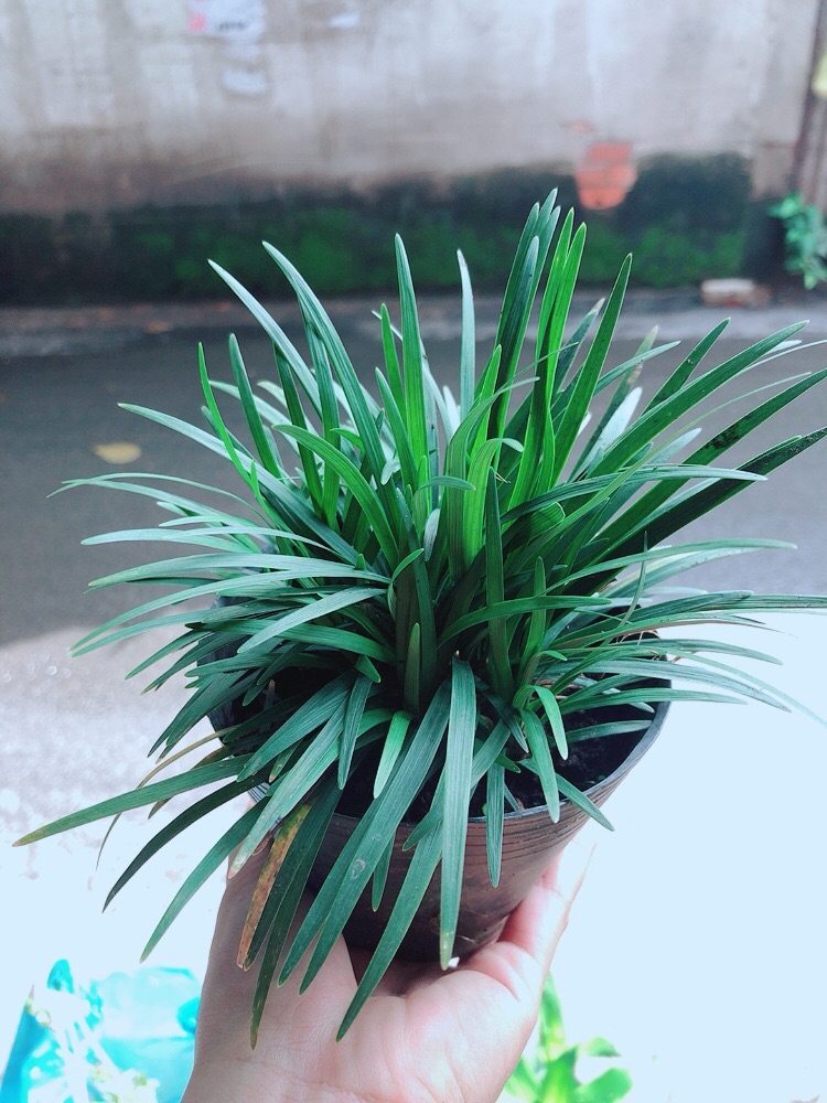 Bụi Cỏ Gấu
