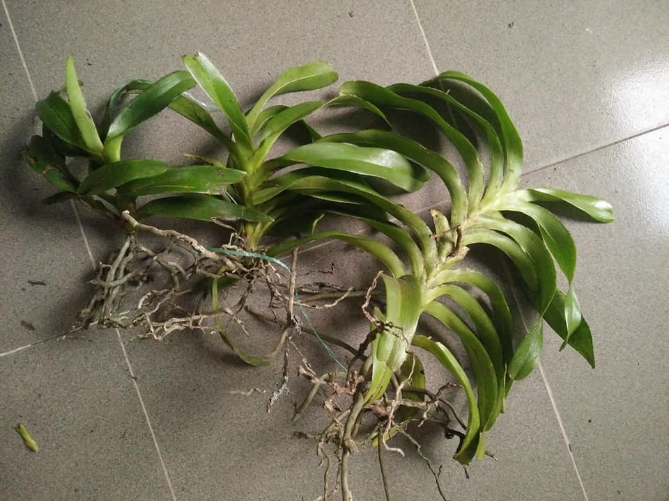 LAN RỪNG QUẾ TÍM - Hàng chuẩn Rừng - HOA ĐẸP THƠM