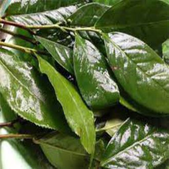 Lá Trà (Lá Chè ) Tươi Dùng Nấu Nước Uống