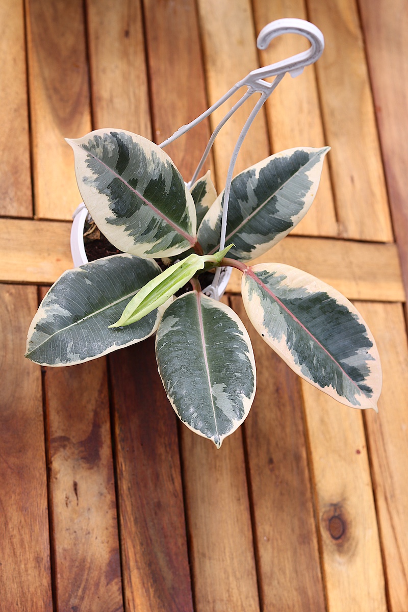 Cây Đa Cẩm Thạch Sô Cô La (Marble Rubber Tree, Ficus Elastica Tineke) 20cm