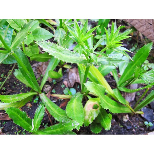 Hạt giống Ngò Gai - Mùi Tàu - 1 gói 2gram