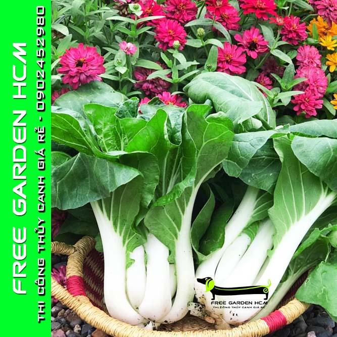 COMBO 100 HẠT GIỐNG CẢI JOI CHOI - JOHNNYSEEDS