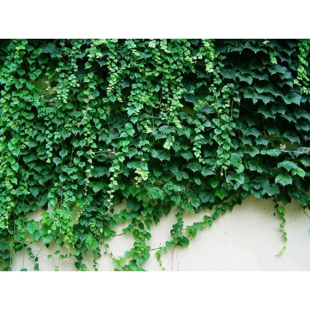 MA60 GÓI Hạt Giống Dây Thường Xuân (5-10 Hạt)